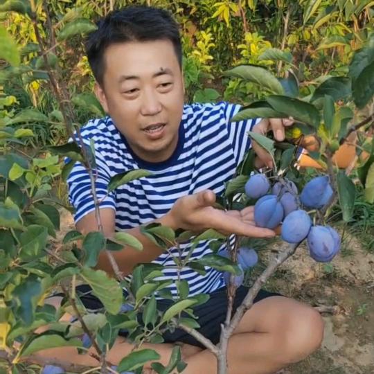 沈班长苗木