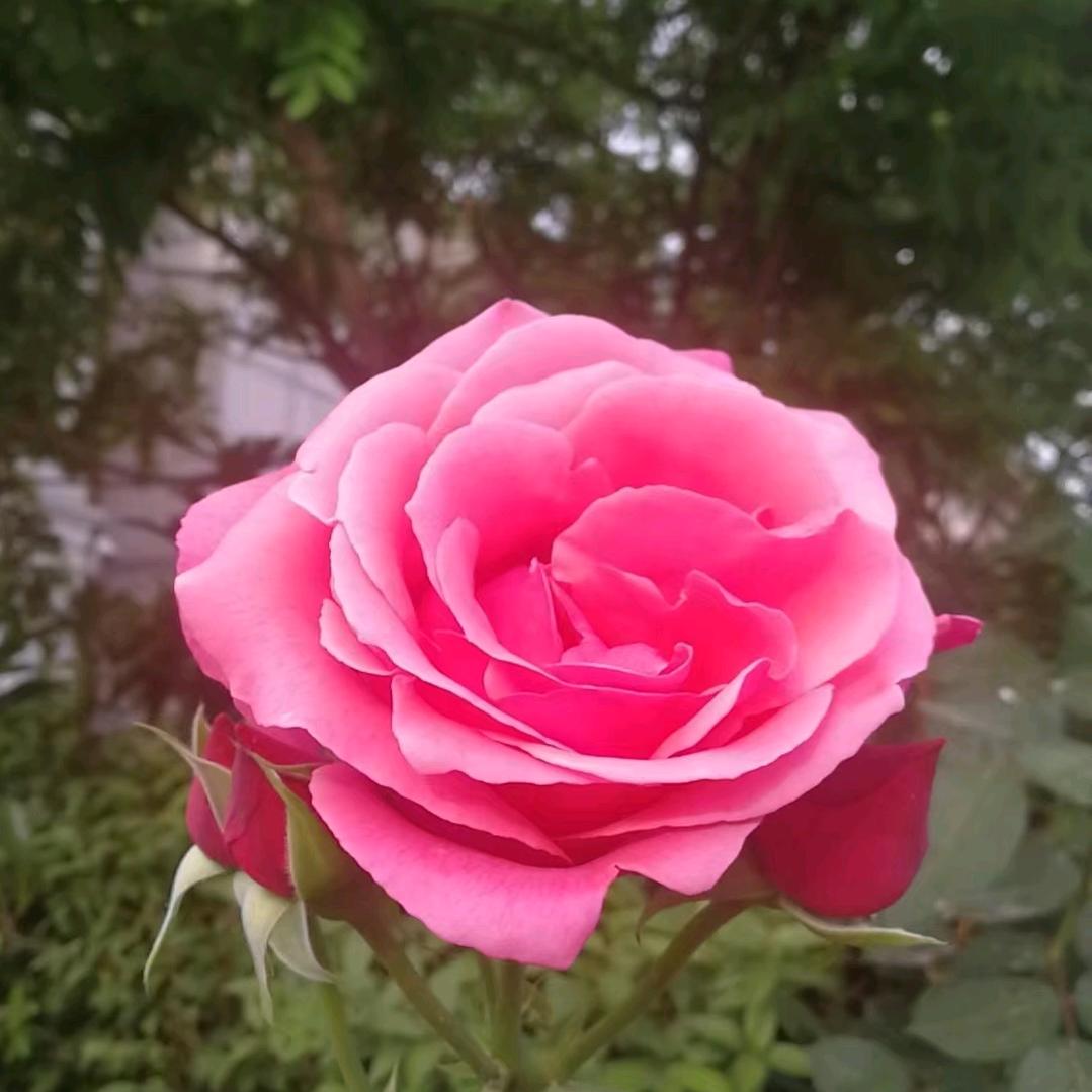 🌸格正教育楼兰老师
