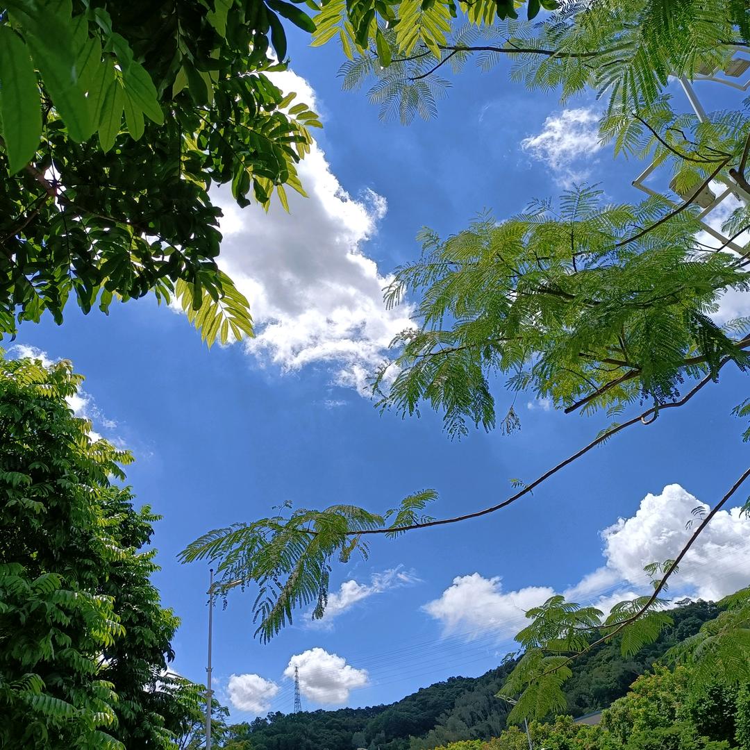 AAA柠檬