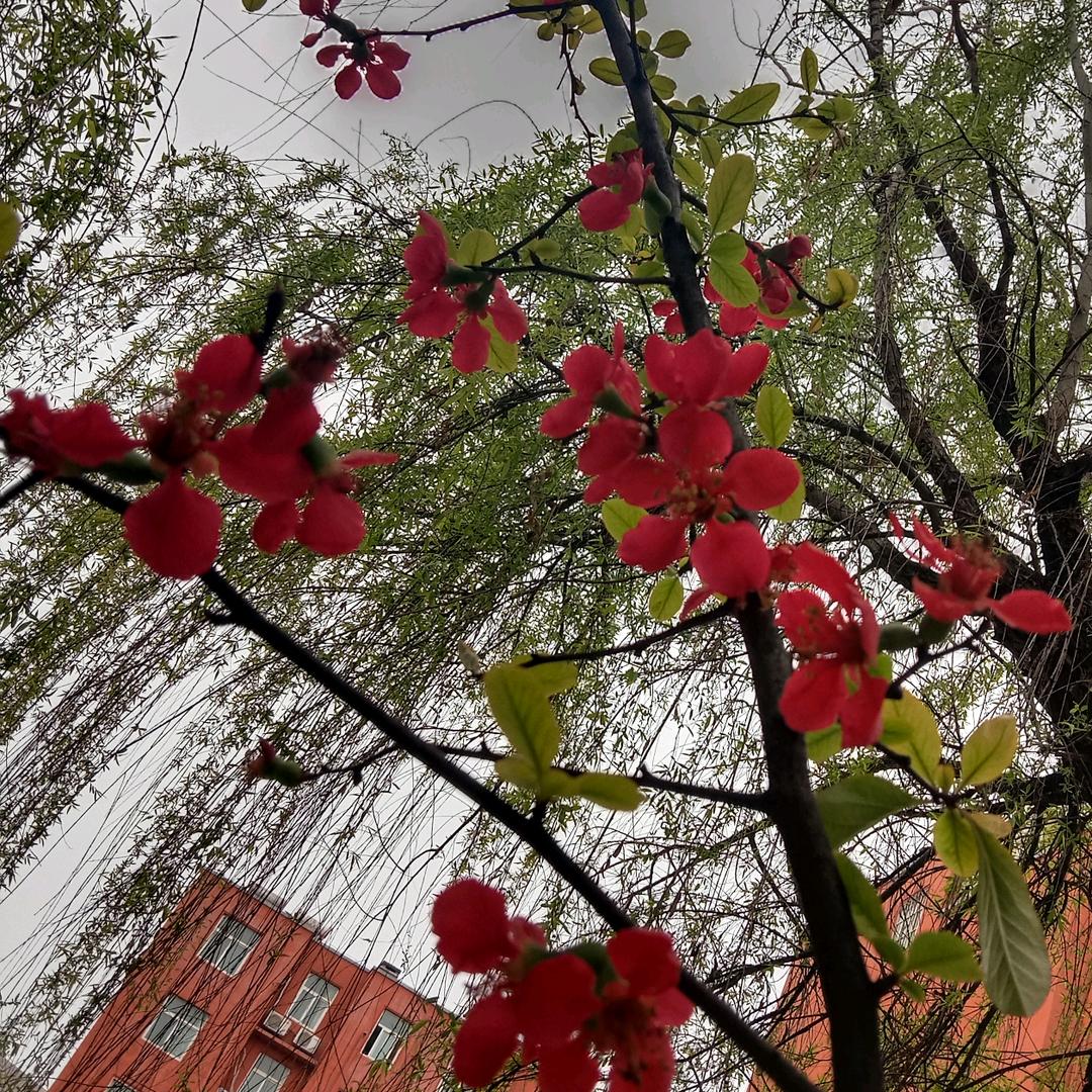 潇