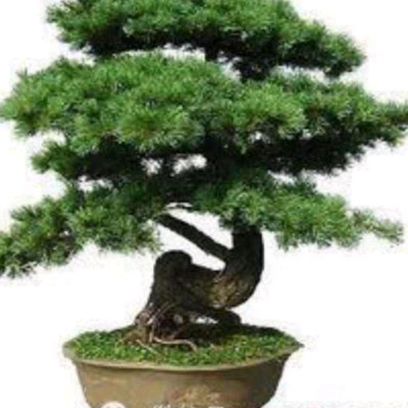 苍松
