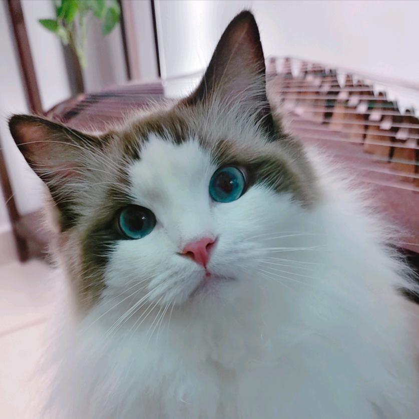 若儿❤️喵