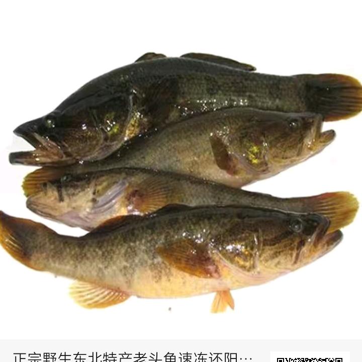 放飞梦想