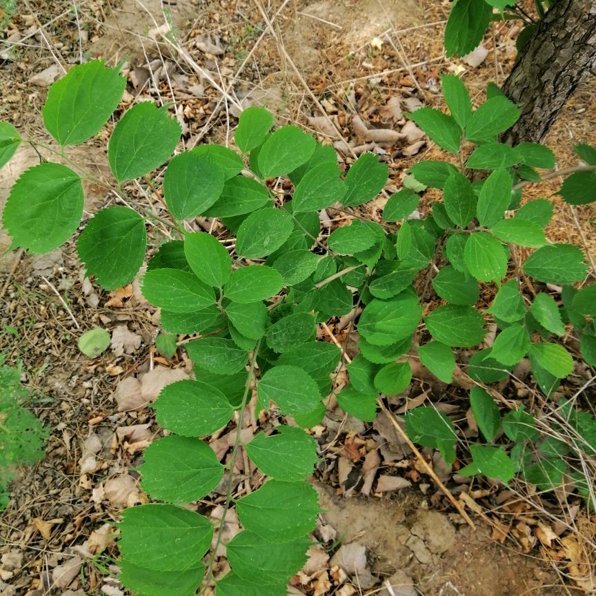 小荣驴肉火烧