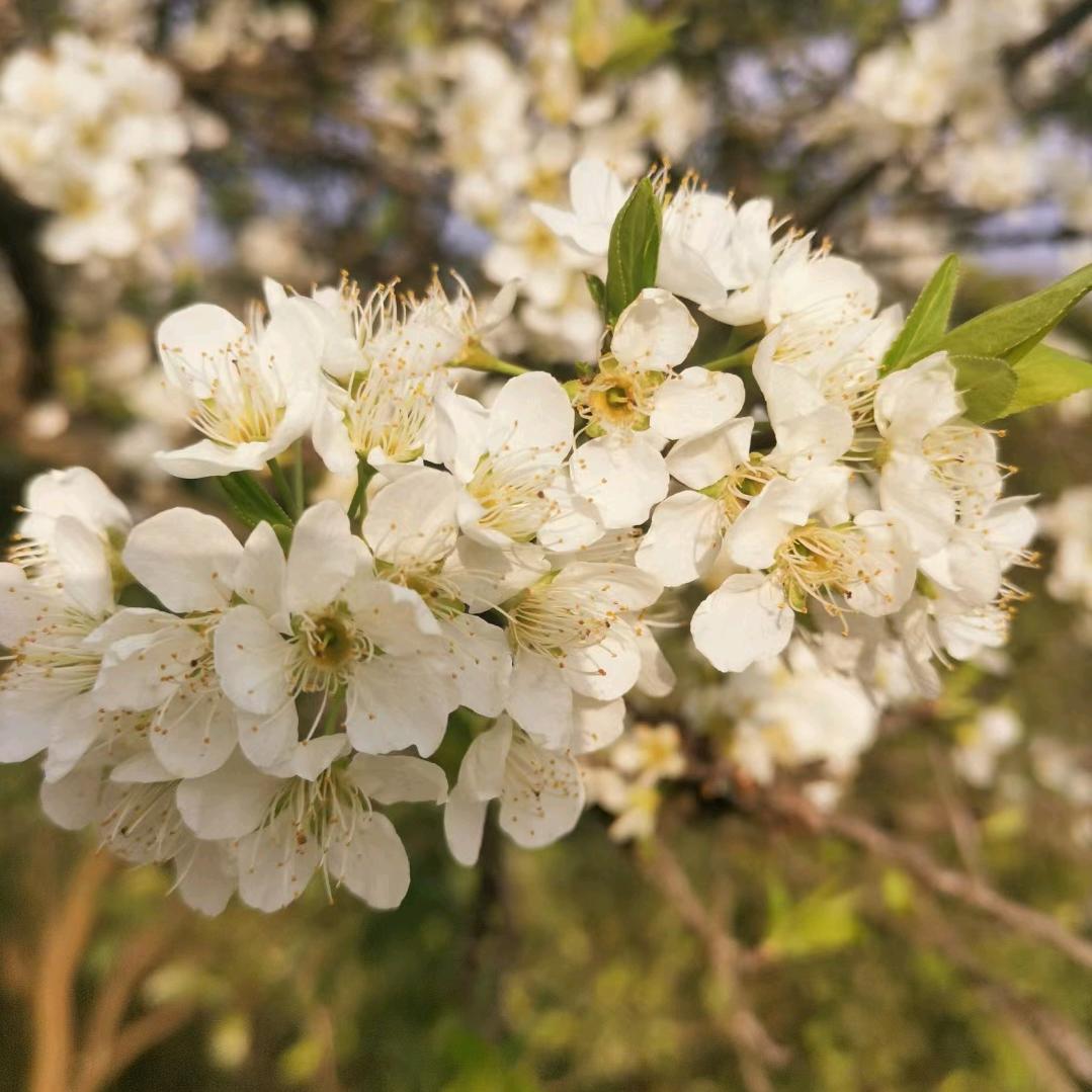 栀子花