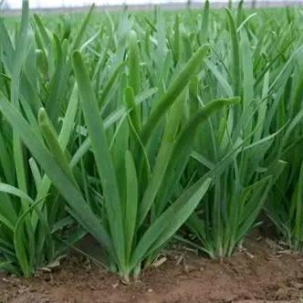 豫东《万亩韭菜基地》