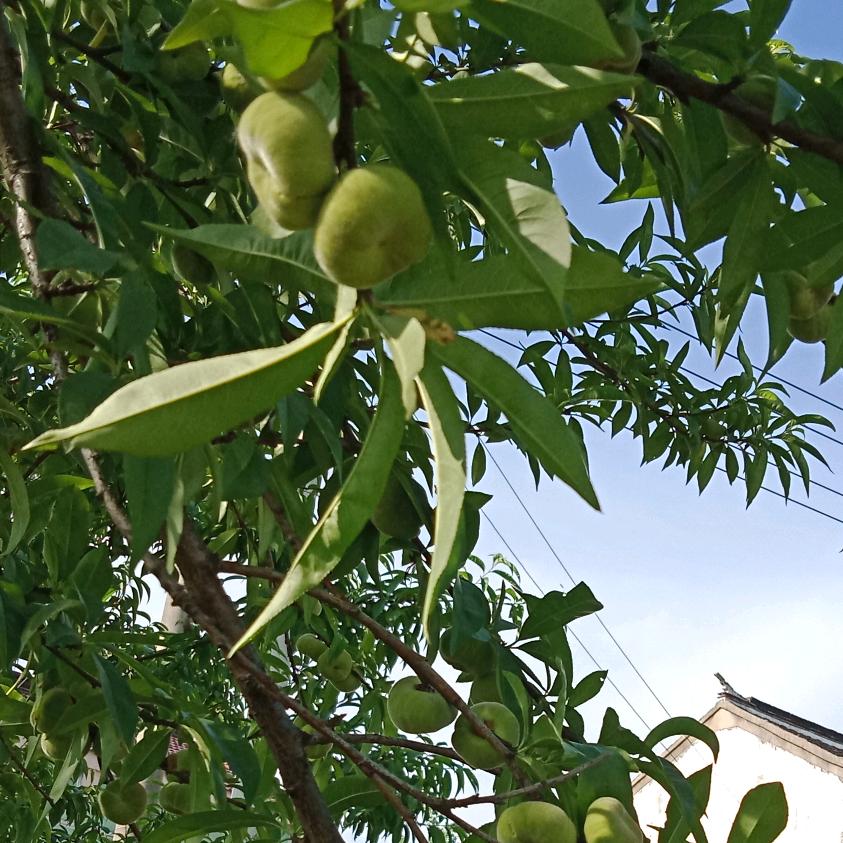 木头（喜欢伤感的歌）