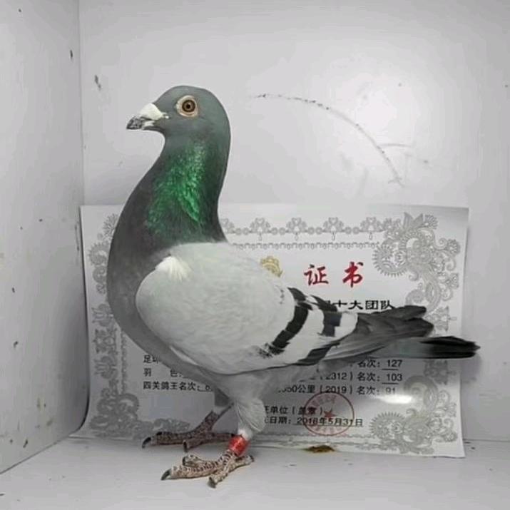 吴卓越