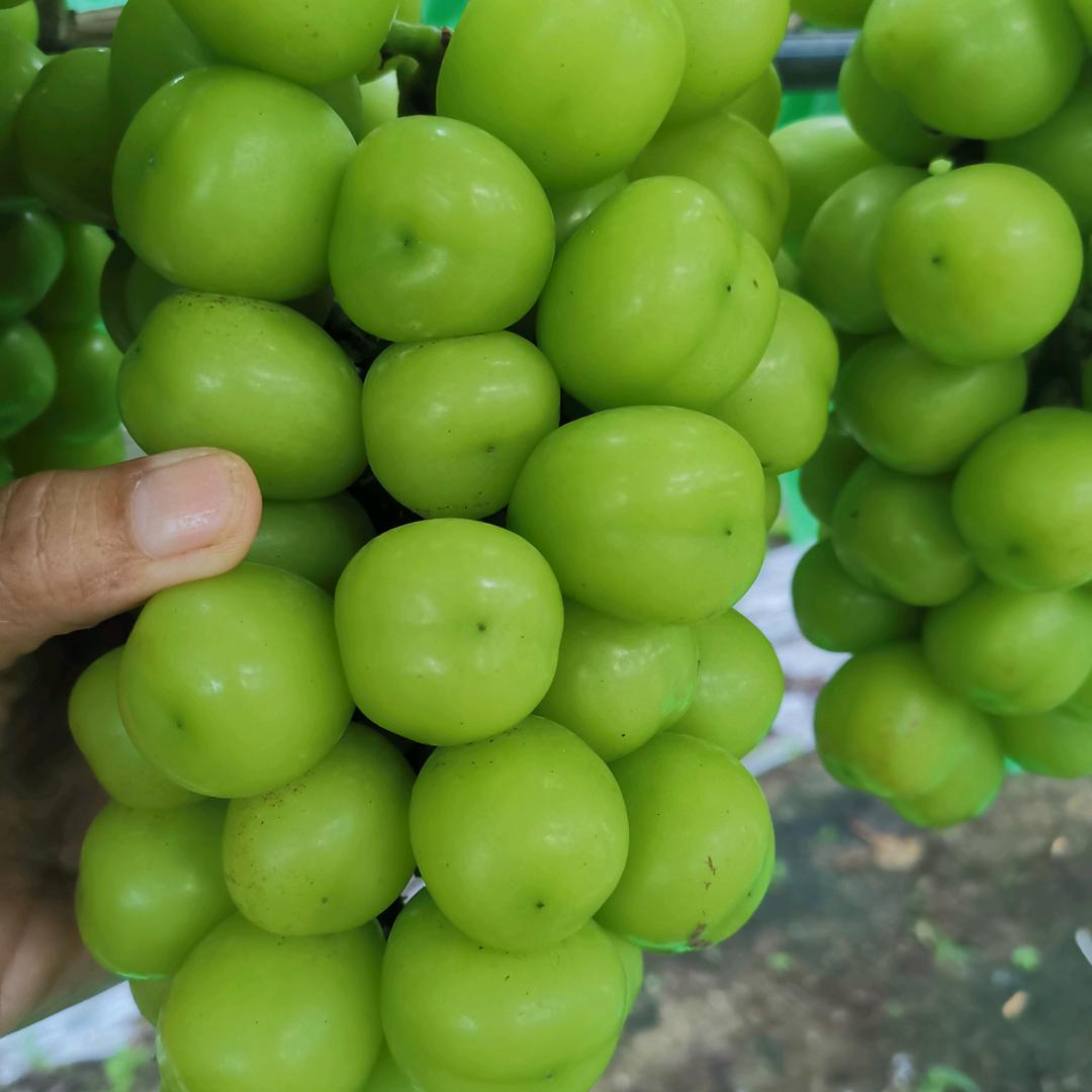 @A重生葡萄采摘园