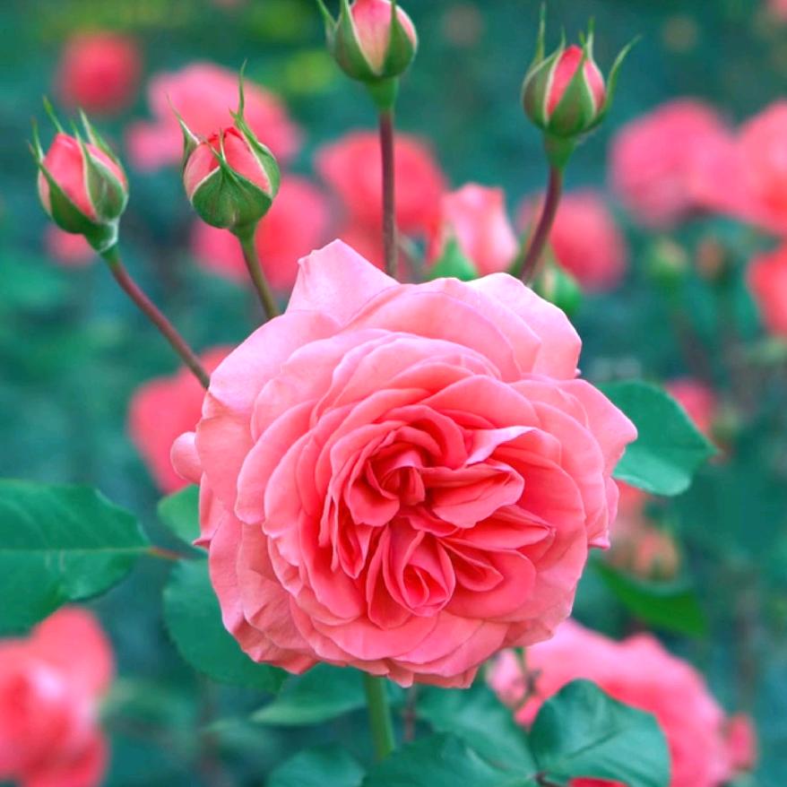 牡丹花