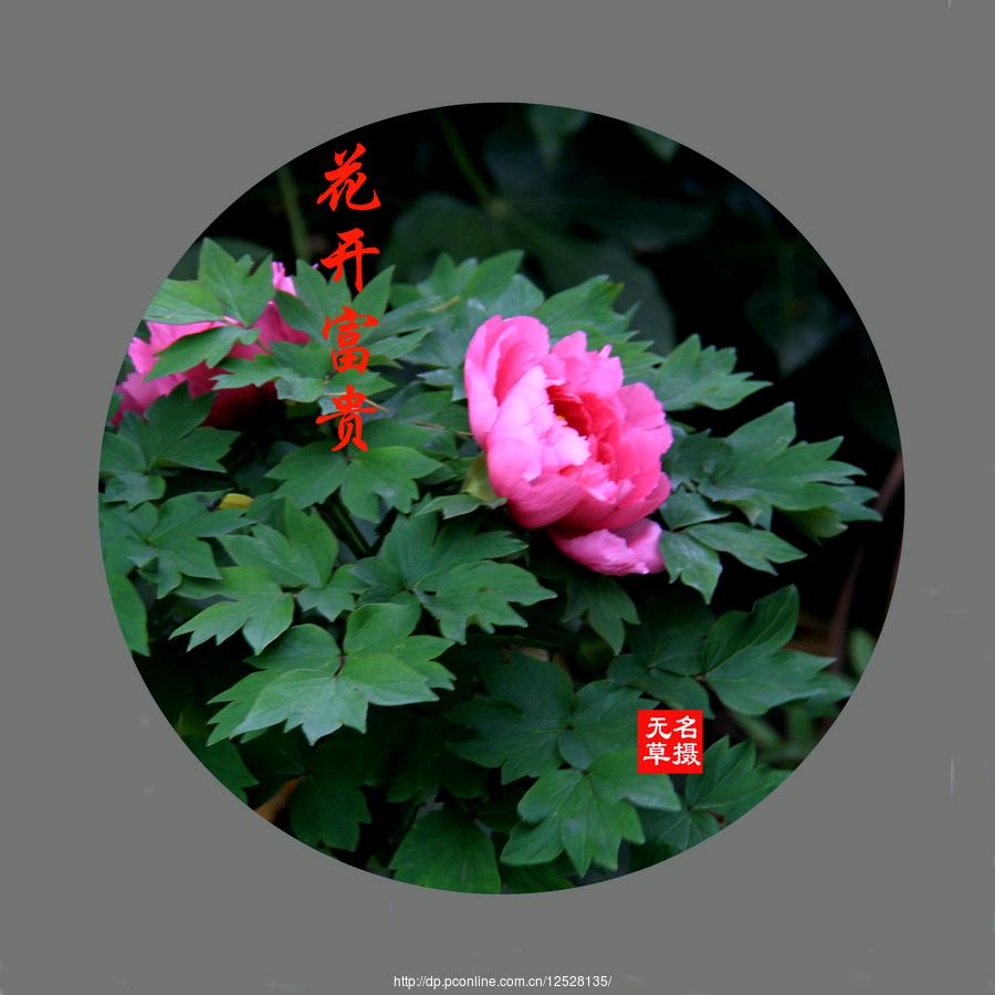 林大姐