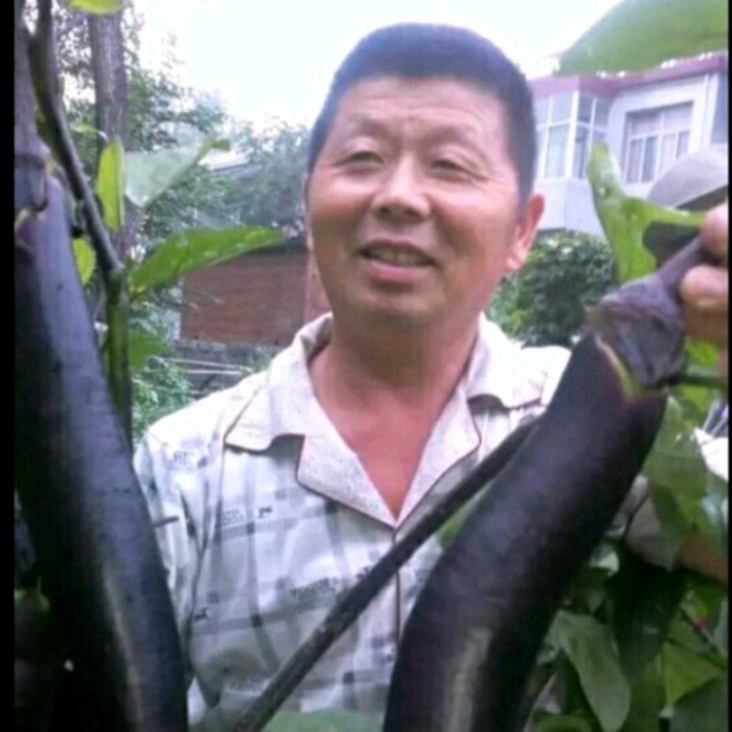 陈静菜苗