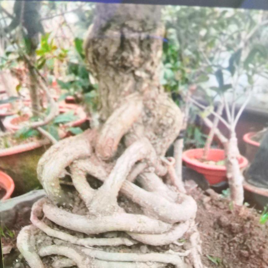 磊石花卉