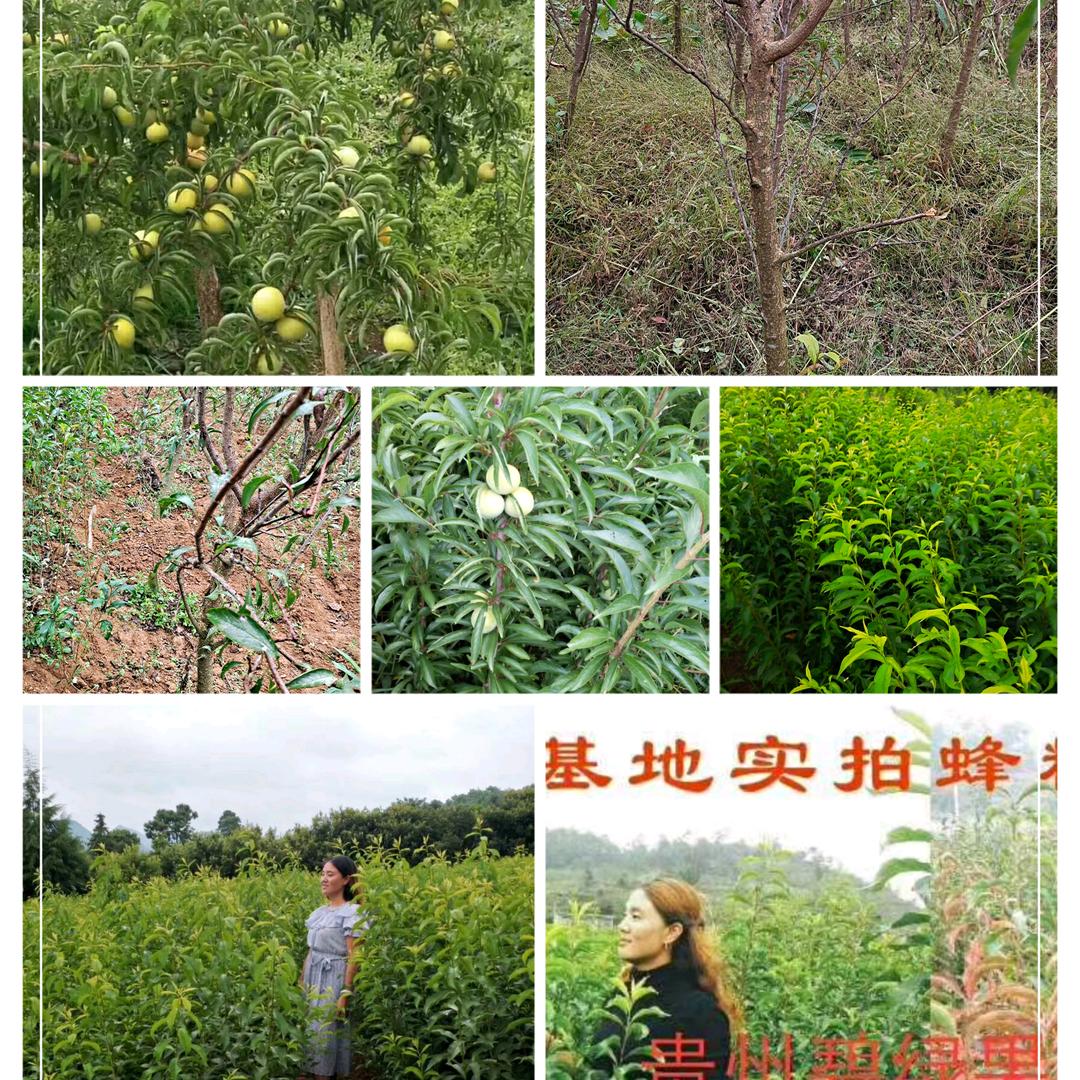 贵州碧绿果圃场苗木培育基地