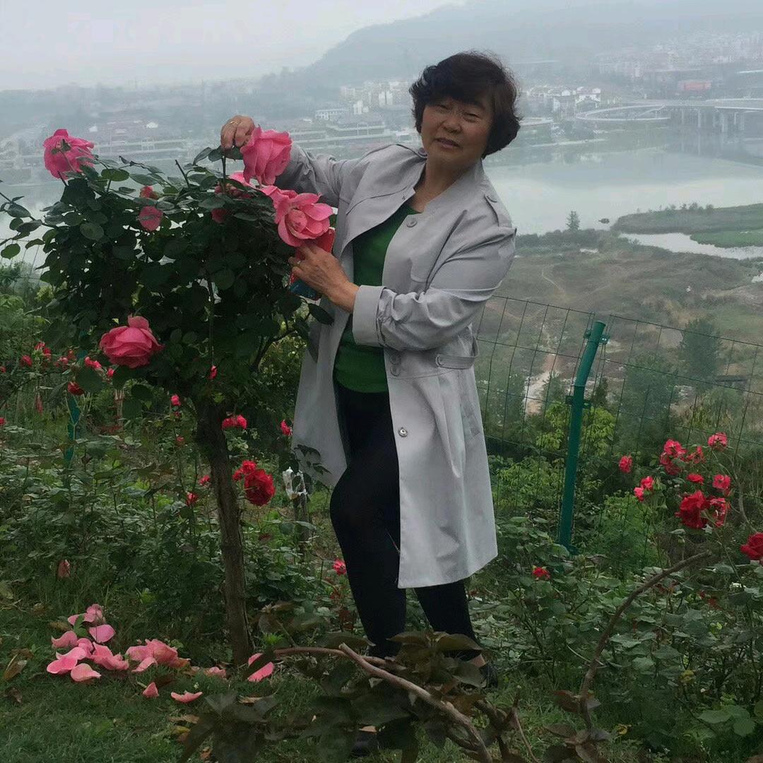 九月菊