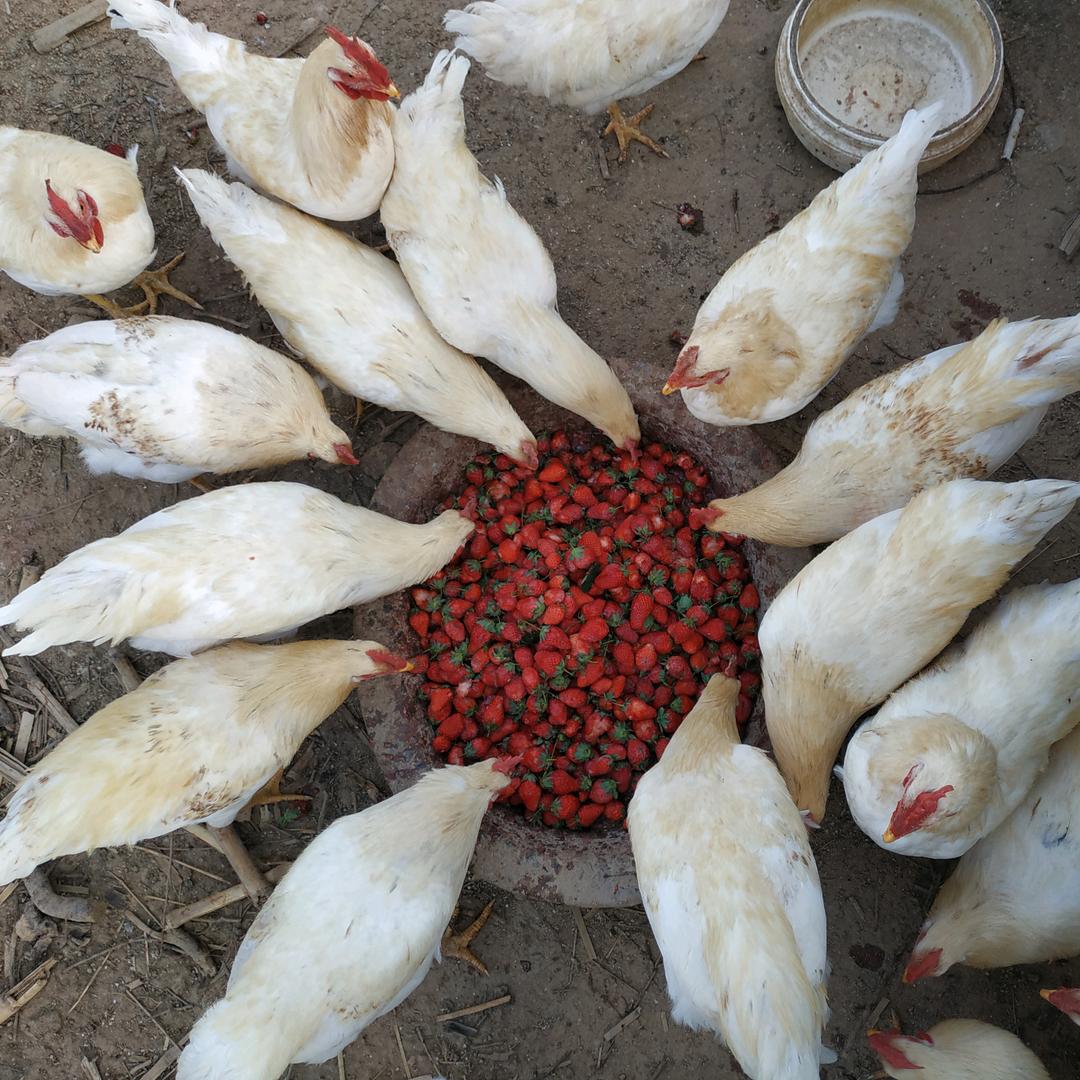 乡见生态草莓采摘园