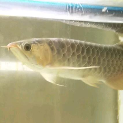 华众林业生态服务