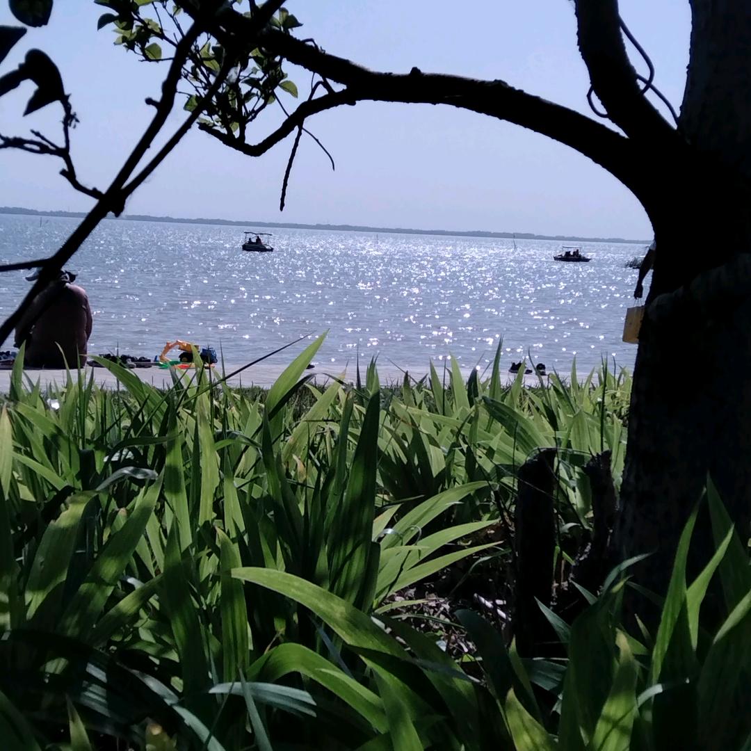 AA