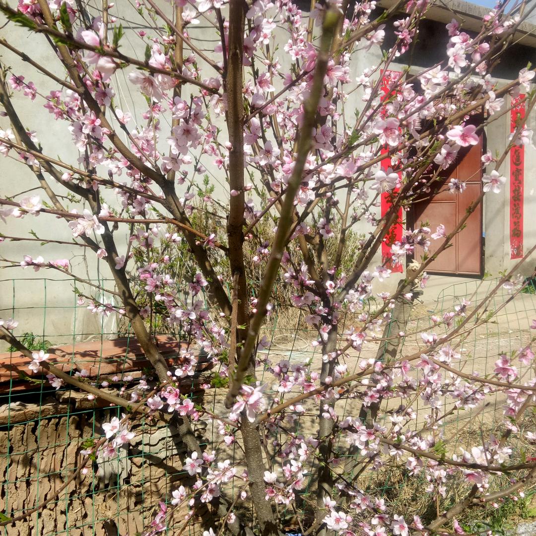 豆芽西施
