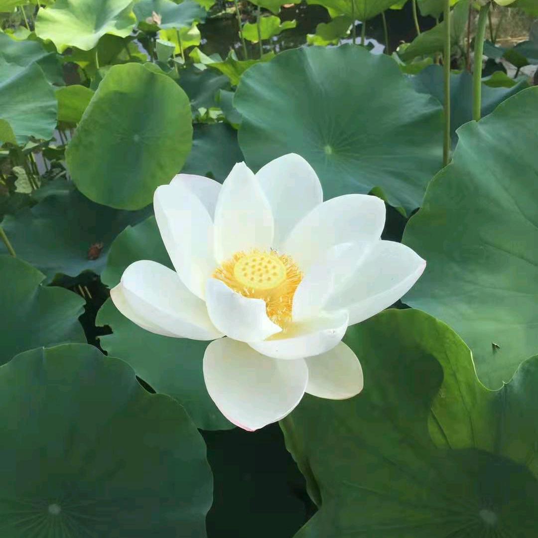 招财猫（勿连赞）