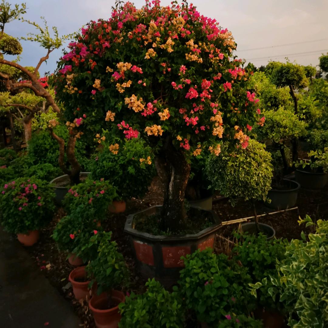 杰佬花场