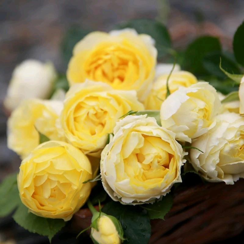 玥汐花苑