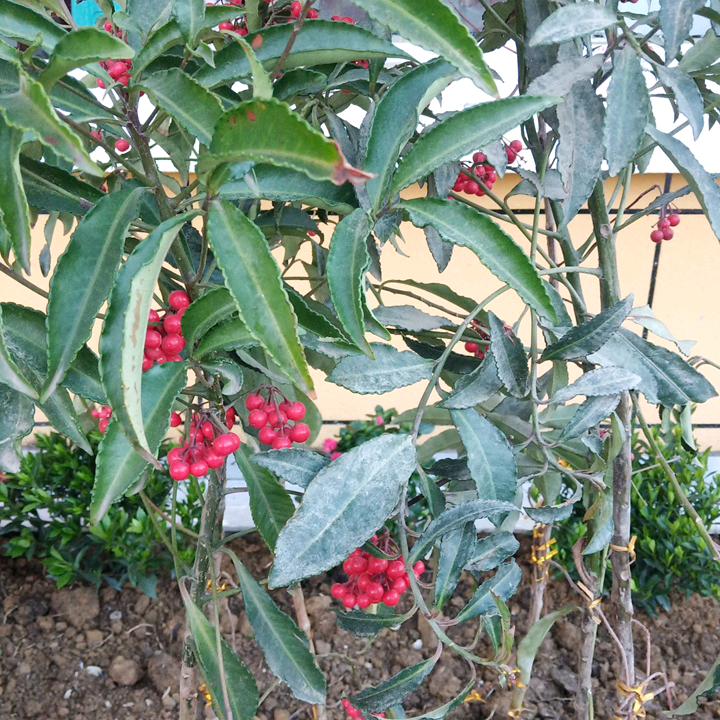 顺林