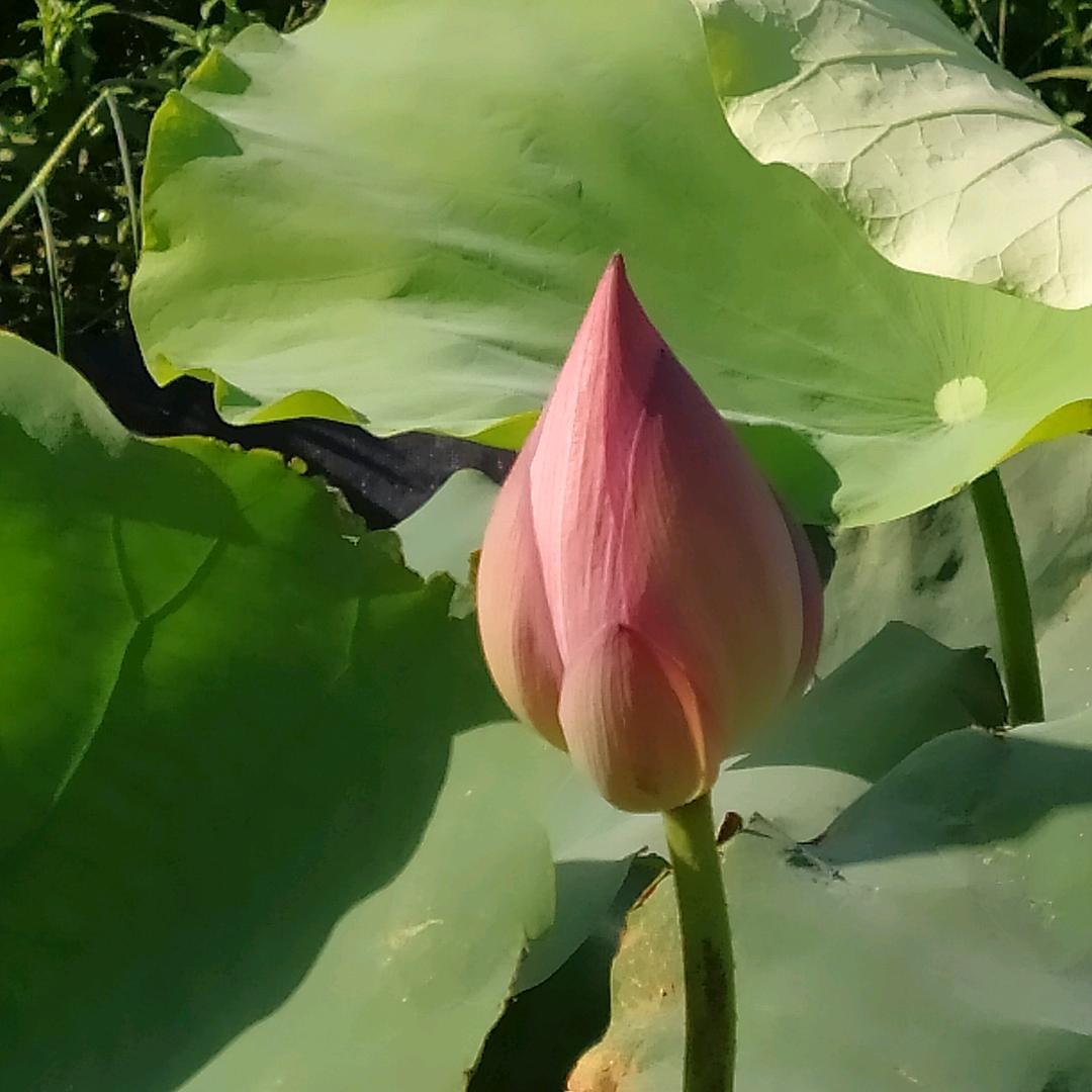 童话