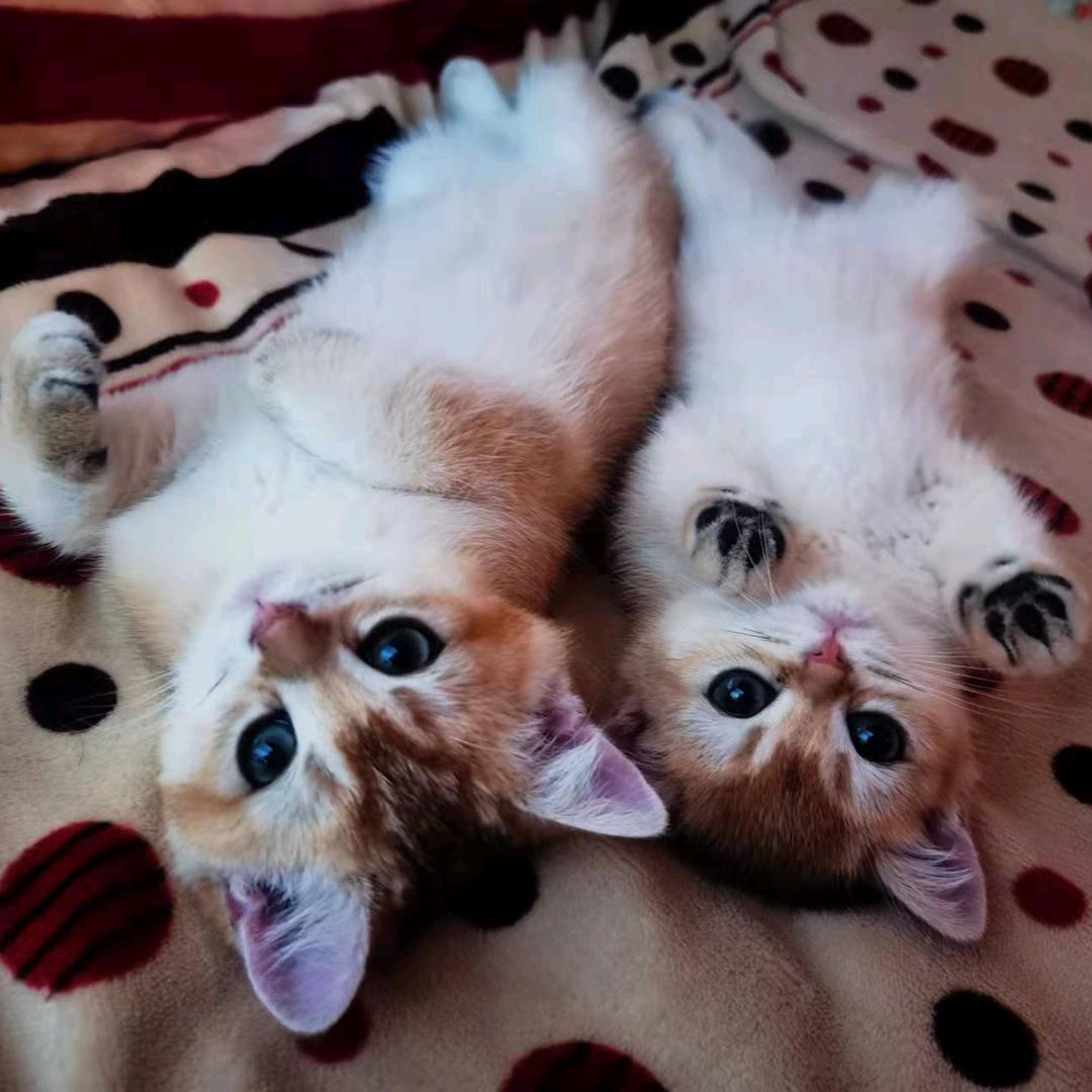 甜心妹妹&夹心哥哥=小开心