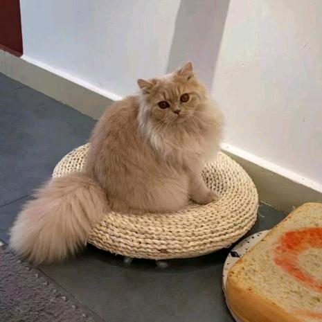 sugar