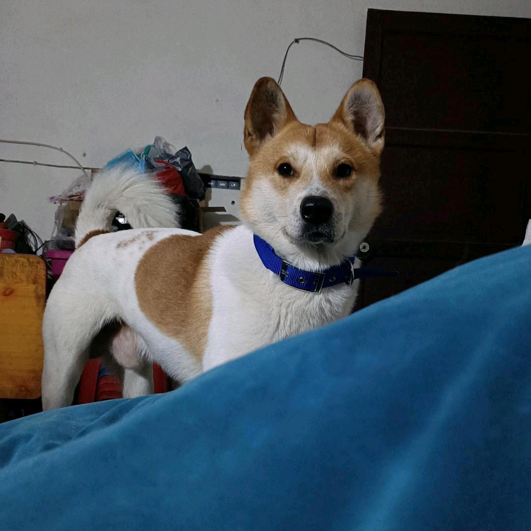 ]小さい明同学[