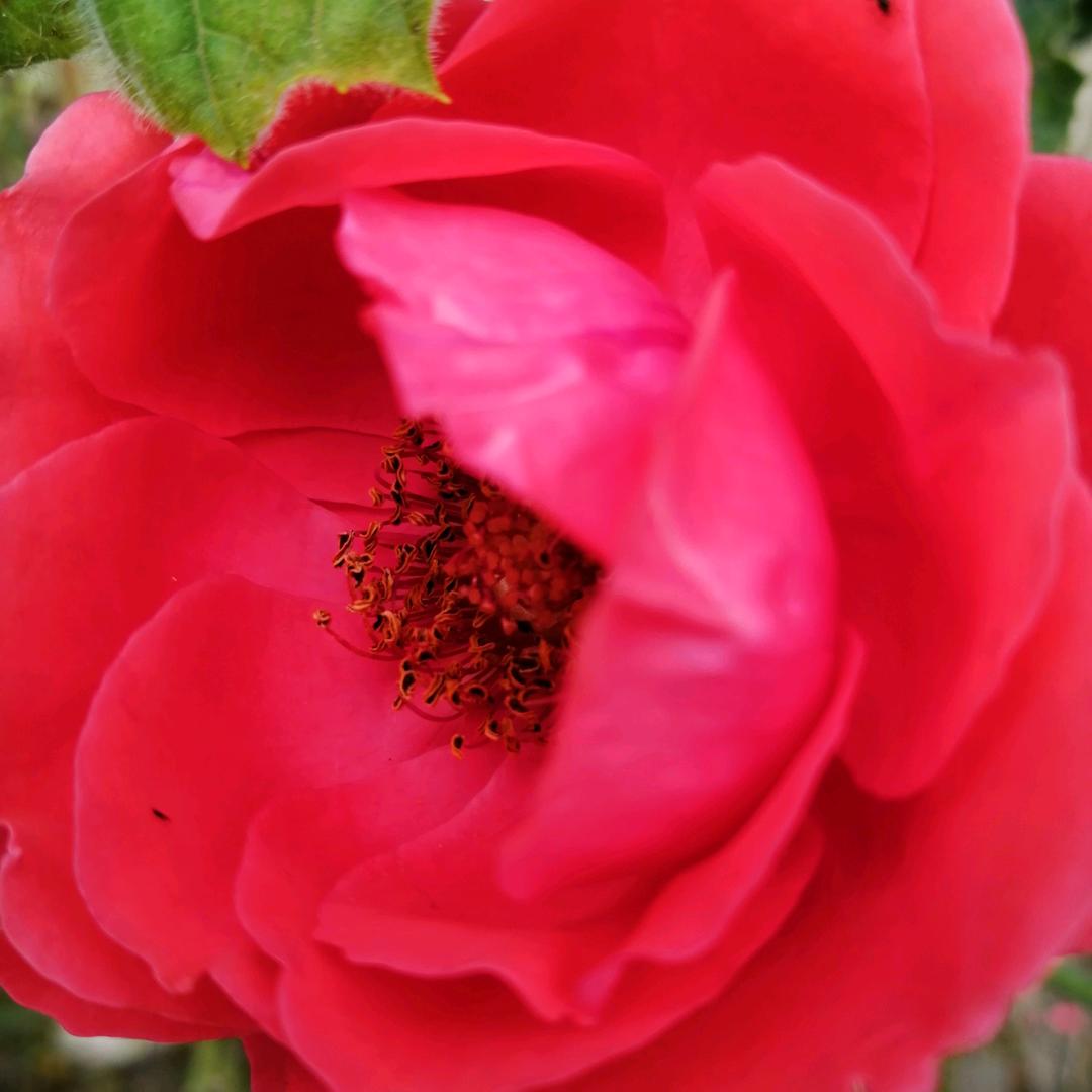芹