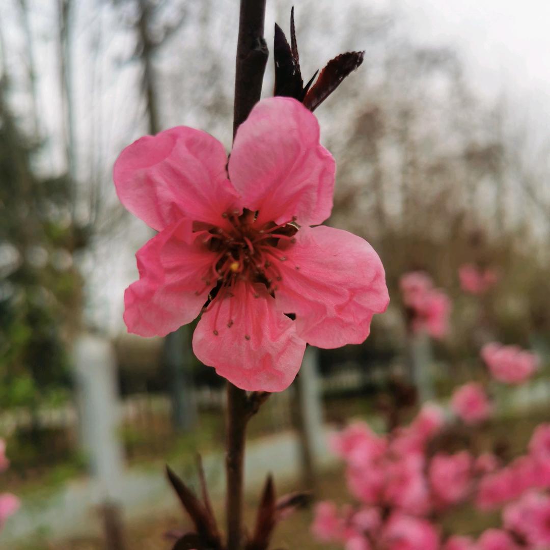 @姓张～弓～长～张