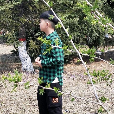 青苹果