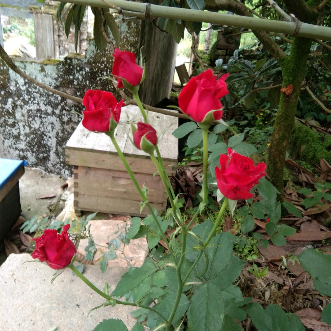 枇杷之乡之春念秋