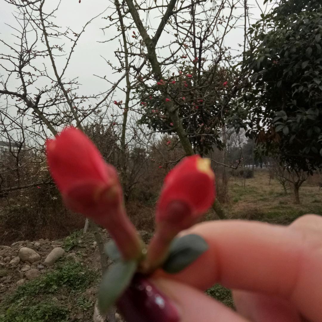 绵竹水街二八杠烧烤