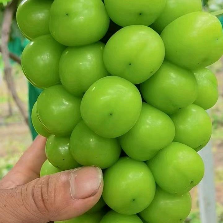 潘老师讲葡萄