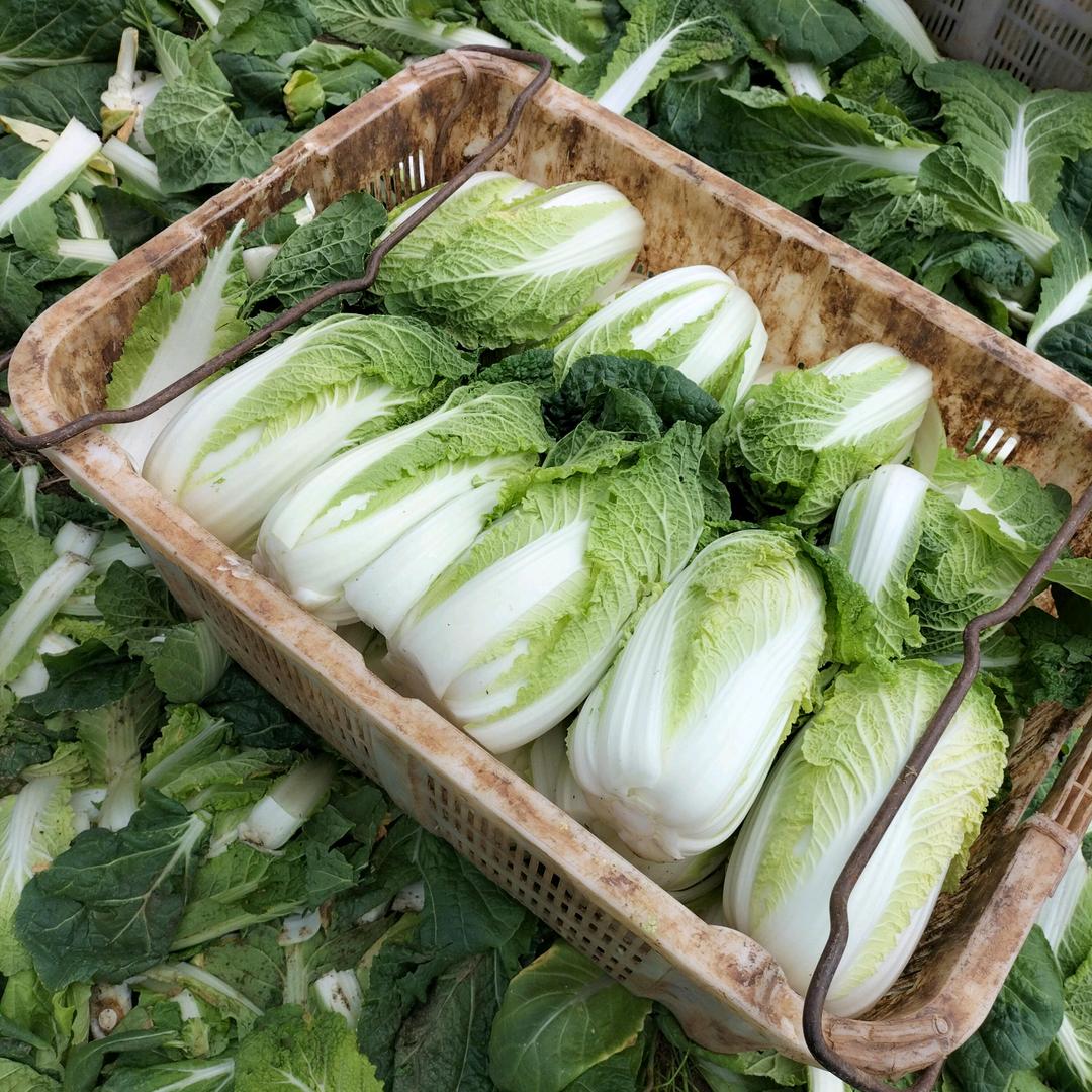 挑菜砍菜的老窦