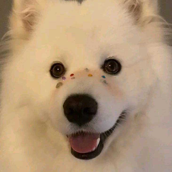 Crazy puppy