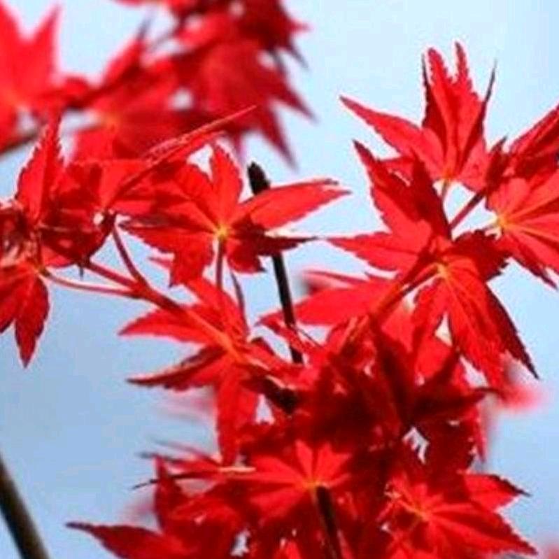 张朝水果供应链