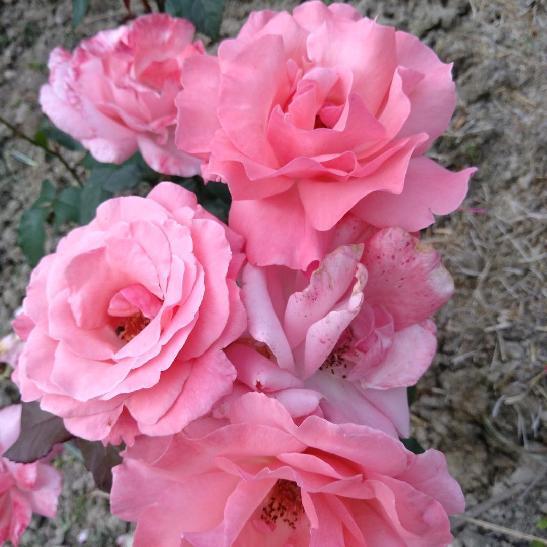 ✎ℳ๓美丽新世界✾