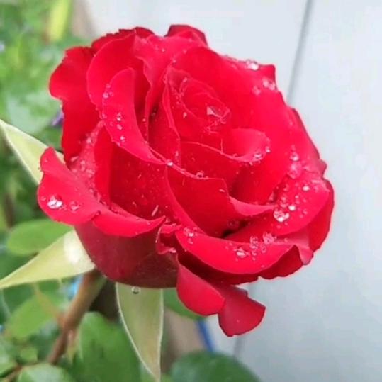 冰冰～吃不瘦吖