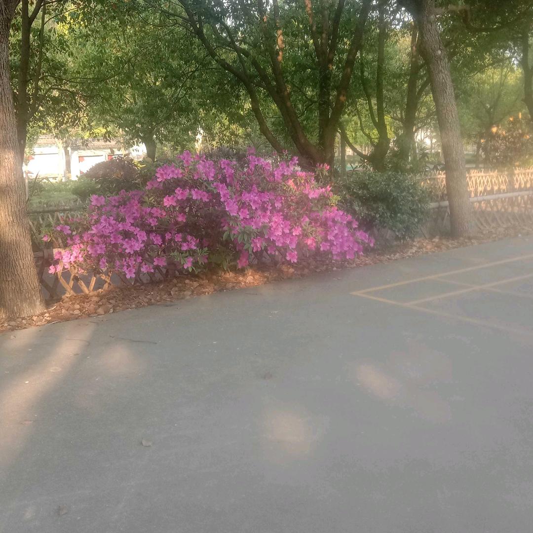 食堂灰灰