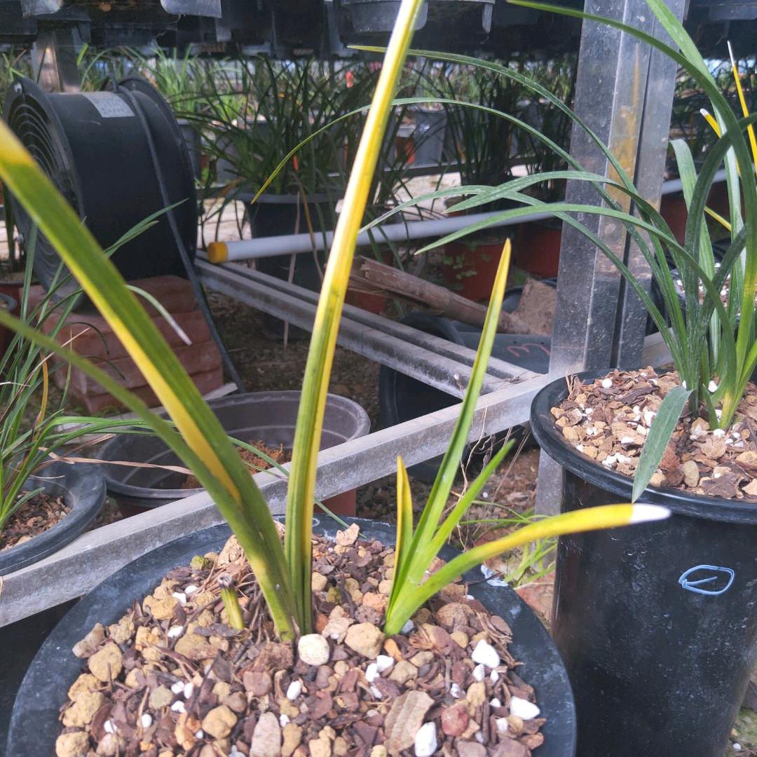 桐柏国兰种植基地