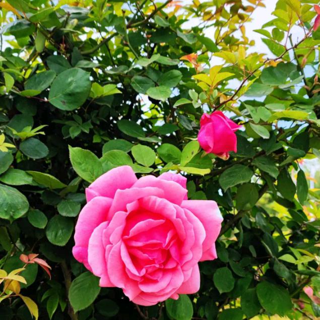 阿芝