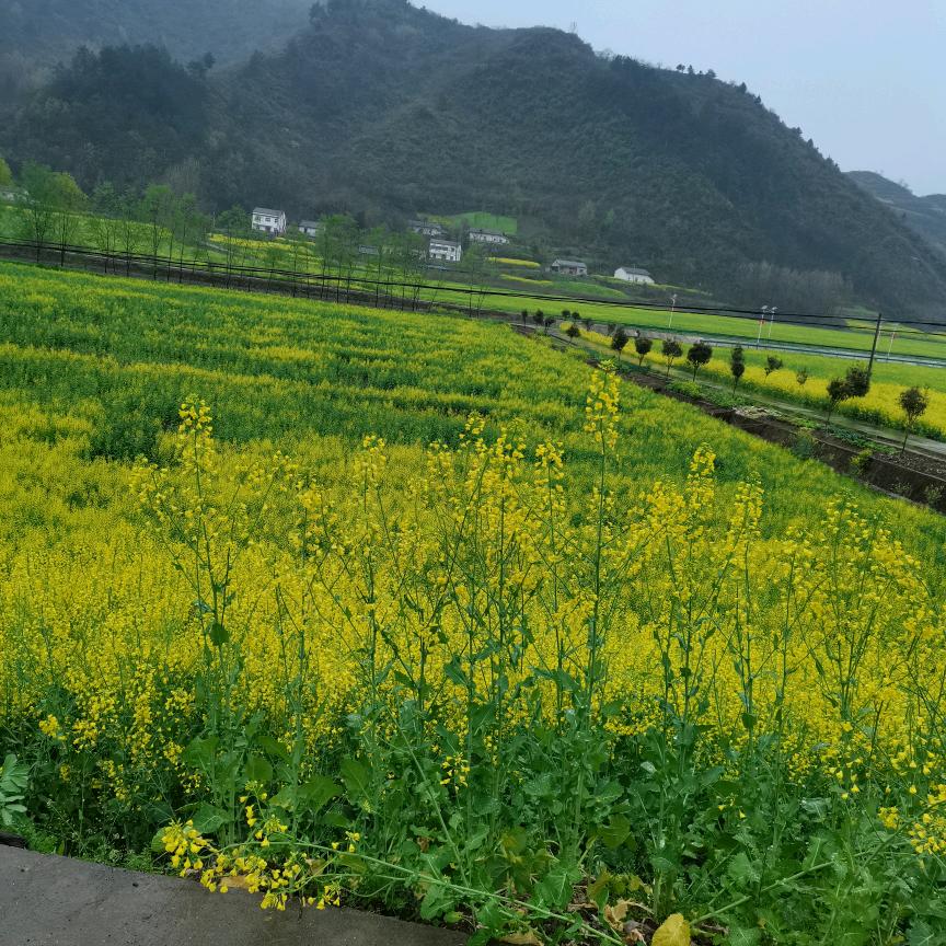 田野