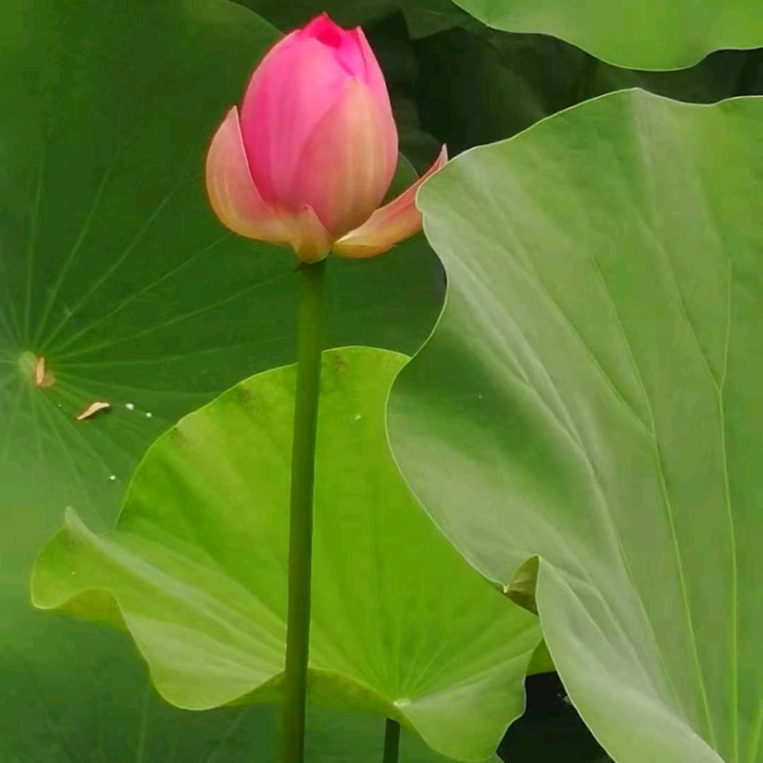 王春清