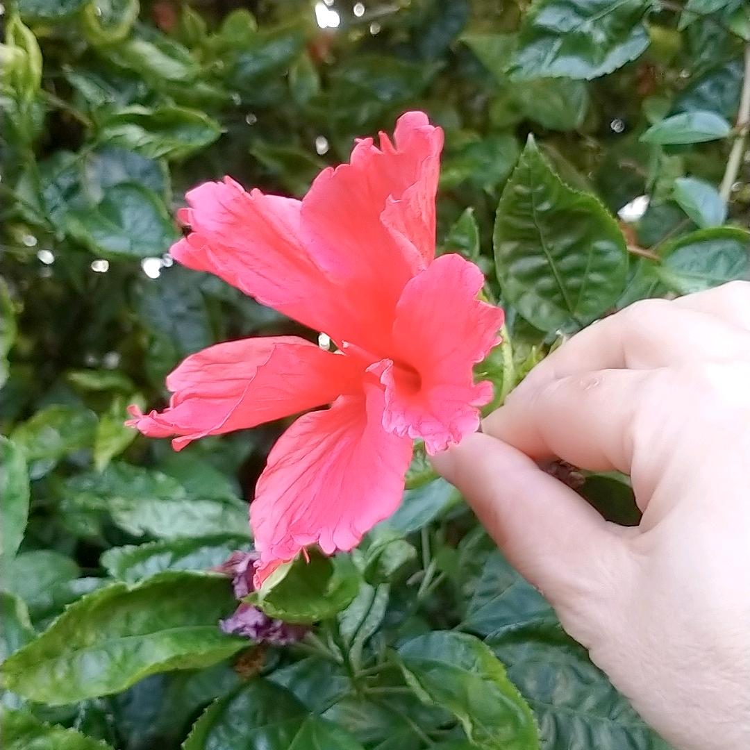 丽萍，岁月静好