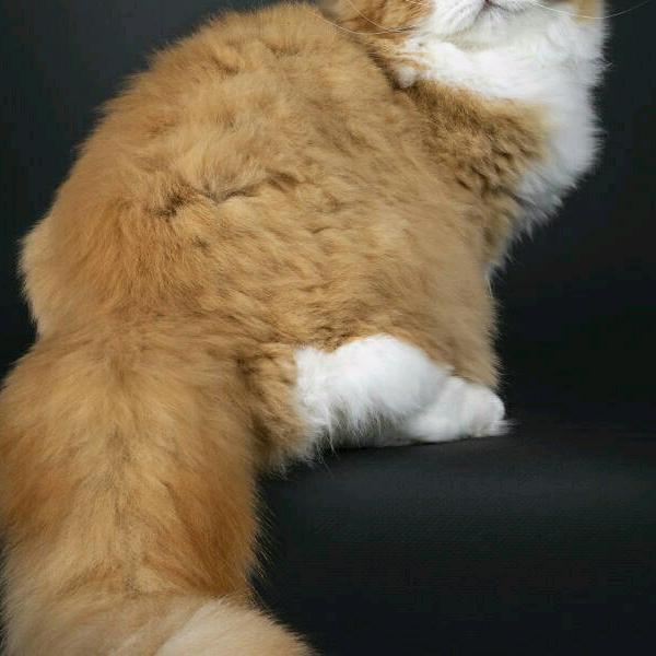 骑着毛驴去要饭