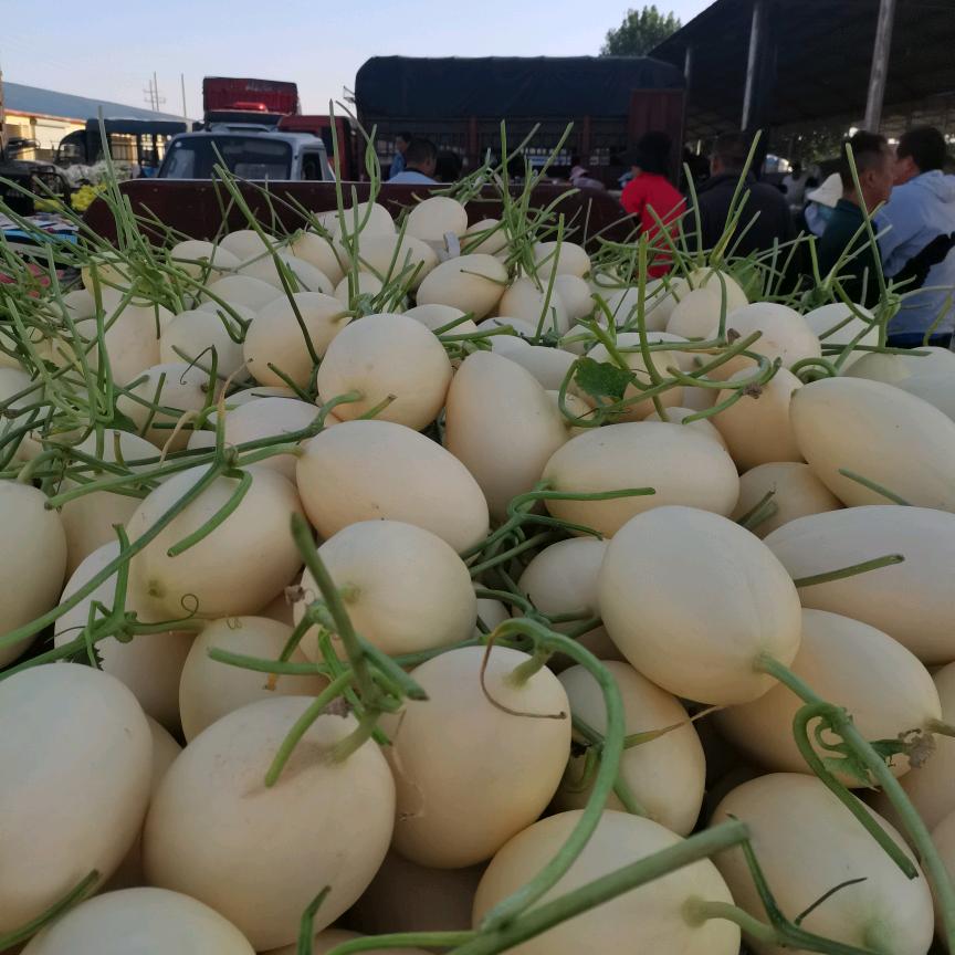 AAA甜瓜批发付哥